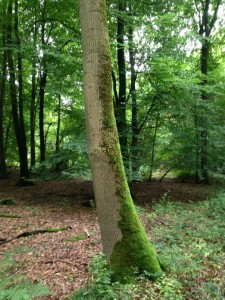 moss_north_side_of_tree