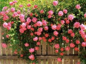 Climbing variety of roses