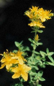 st johns wort