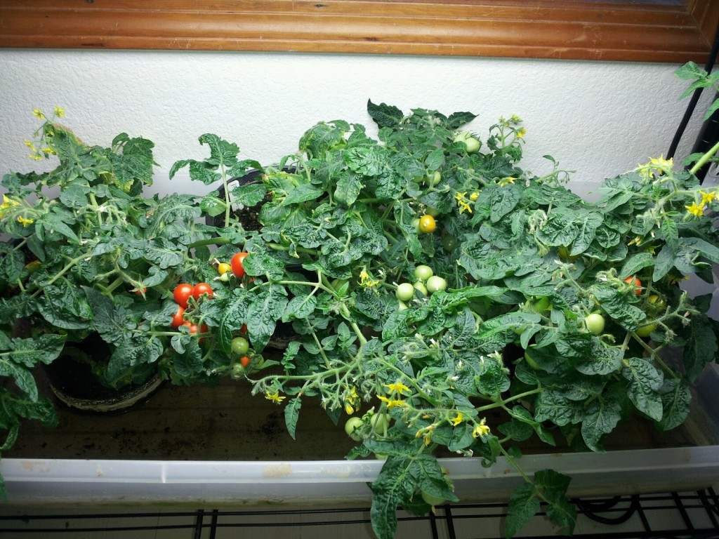 Plants to Grow Indoors Tomato-1024x768