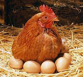 Hen with eggs