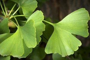 ginkgo-biloba-bsp