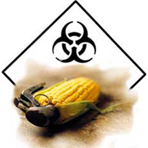 monsanto-toxic_GMO_bt_corn
