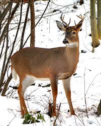 Hunting in Winter Whitetail-deer