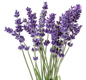 lavender