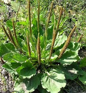 plantain-major