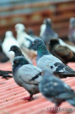 Survivopedia Pigeons 