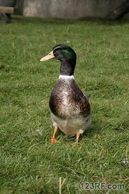 Survivopedia Ducks 