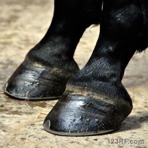 Survivopedia_shoe horse