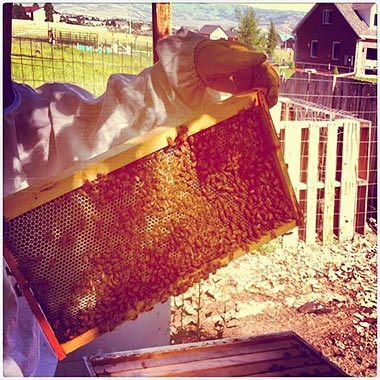 Survivopedia Beekeeping Food