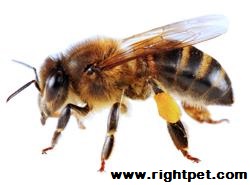 Survivopedia Buckfast Bee