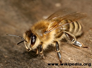 Survivopedia_Carniolan Bee