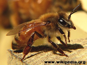 Survivopedia_ Italian Bee