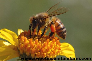 Survivopedia_Russian Bee