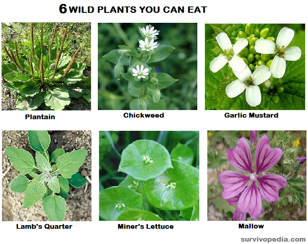 6 EDIBLE PLANTS