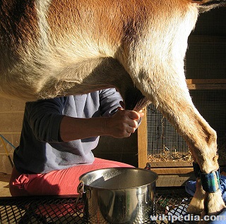 Survivopedia Animals to Raise for Milk