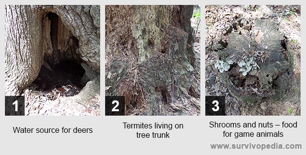 Water source for deers Termites living on tree trunk Shrooms and nuts – food for game animals 