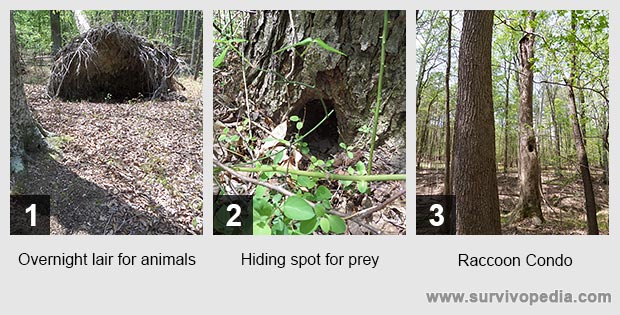 Overnight lair for animals Hiding spot for prey Raccoon Condo