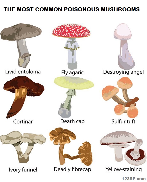 Poisonous Mushroom Identification Guide - All Mushroom Info