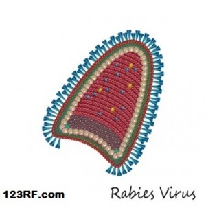 small_rabies