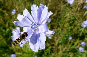 Survivopedia Backyard medicinal weeds