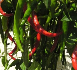 Survivopedia cayenne pepper