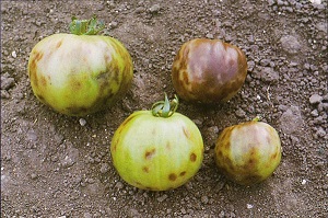 Survivopedia Diagnose a Tomato Disease