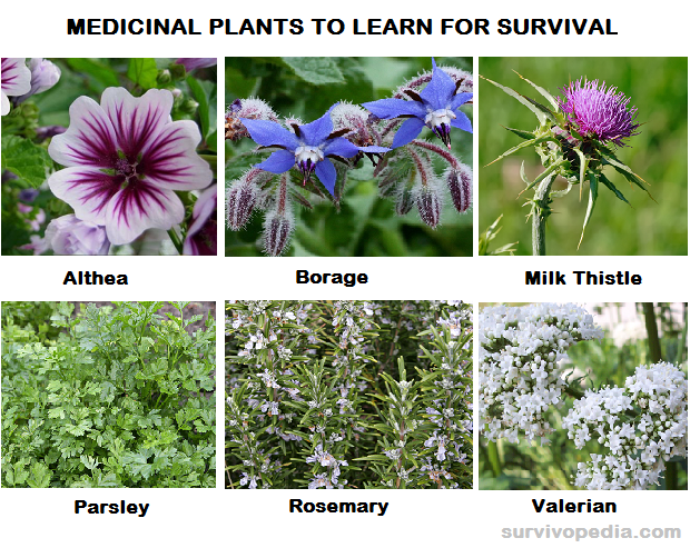 med plants