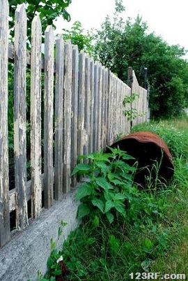 Fence nettle