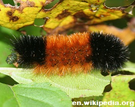 IC_Pyrrharctia_isabella_caterpillar