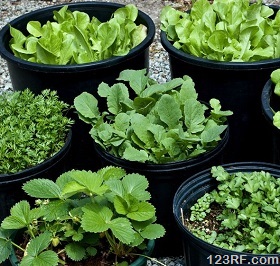 small container gardening