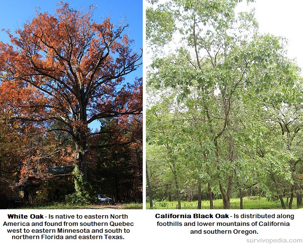 White Oak Black Oak