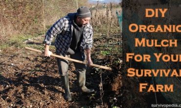 farmer uses a fork to mix leaf mulch into the upper layer of soil and turns it over with a pitch fork
