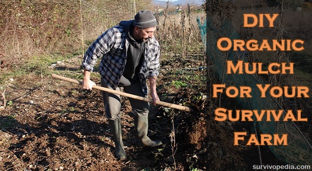 farmer uses a fork to mix leaf mulch into the upper layer of soil and turns it over with a pitch fork