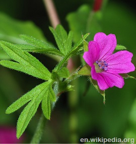 Geranium pink flower detail