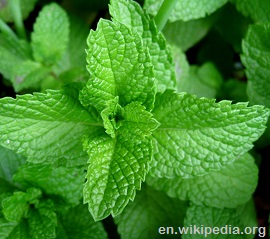 Mint leaves detail