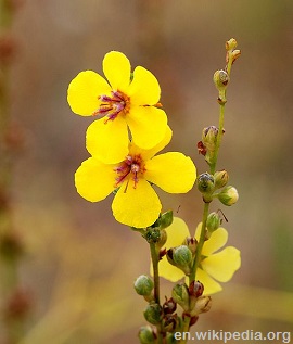 Mullein yellow flowers