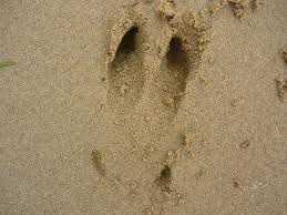 Deer trail