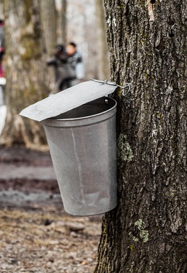 Collecting maple sap