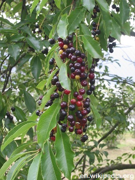 Wild Black cherry