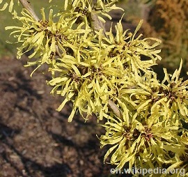 Witch Hazel yellow flowers