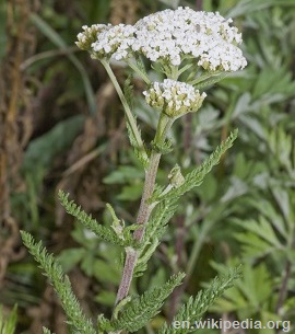 Yarrow white flower