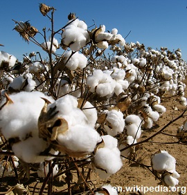 Cotton field