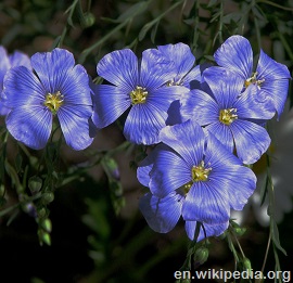 Flax flowers