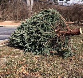 Christmas tree tossed on the road