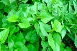 Sweet potato leaves