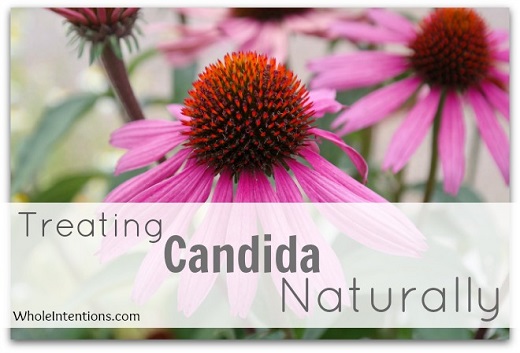 Echinacea