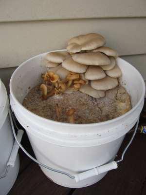 mushrooms in a five gallon bucket