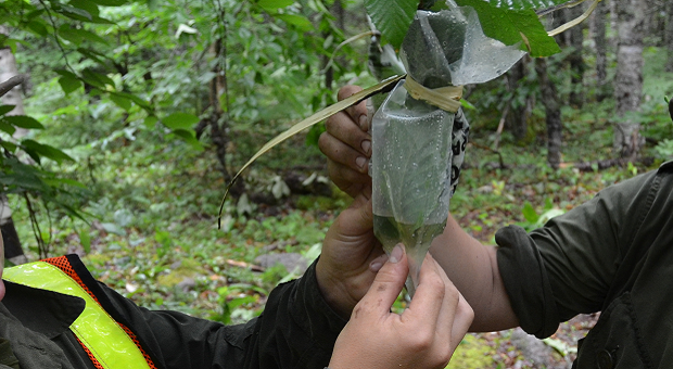 survival uses for plastic bags