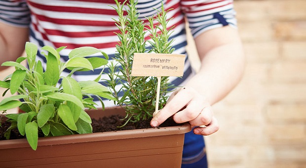 Woman growing herbs indoors